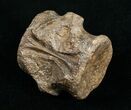 Champsosaurus Vertebrae (Cretaceous Reptile) #10836-1